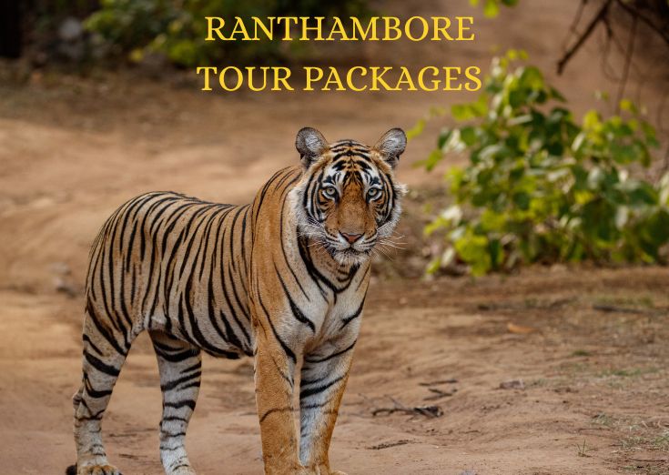Ranthambore Tour Packages
