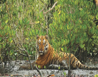 Sariska Tiger Reserve